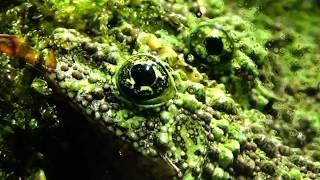 Лишаистый веслоног | Theloderma corticale | Vietnamese Mossy Frog