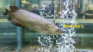 Jardini Arowana