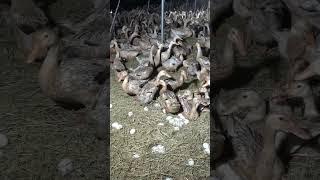 Cách Nông Dân Nuôi Vịt Lấy Trứng Trên Quy Mô Lớn Như Thế Nào?