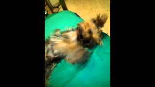 My cute dog