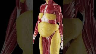 Growth of subcutaneous fat #meded  #anatomy