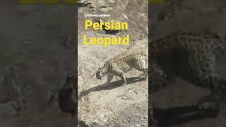 Persian Leopard