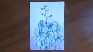 Как рисовать Орхидею | How to draw orchid | 如何繪製蘭花 | 蘭の描き方 | ड्राइंग ऑर्किड | كيفية رسم الزهور