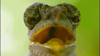 Discover the Royal Chameleon: Animals That Attack Faster Than Bullets!