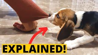 6 Common Beagle Puppy Actions and What They Mean