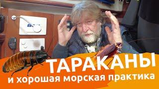 Тараканы и хорошая морская практика  | Веселый яхтинг | Яхтенные байки от Михаила Савельева