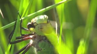 Common Green Darner Eating A Bee