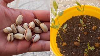 How to grow pistachio trees from pistachio fruits - with 100% success