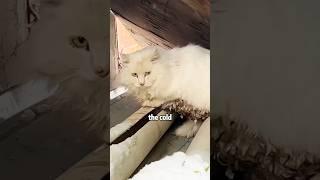 Please pay more attention to the stray cats in winter #cat #rescue #lovestory #shortvideo