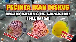 REVIEW LAPAK IKAN DISKUS PASAR IKAN HIAS JATINEGARA | lapak ikan diskus bang ozi | harga ikan diskus