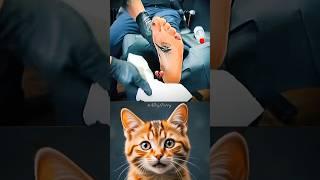 give this video title|#trending #shorts #cat #dance #meme