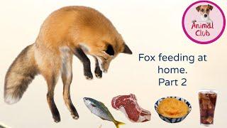 what can you feed a wild fox at home?- fish, meat, soda, sausage, fruit puree. part 2 #wildfox fox