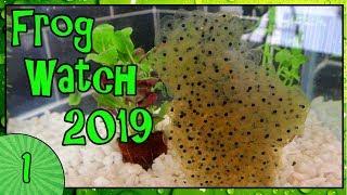 FROG WATCH 2019 - Collecting Frogspawn and Setting Up The Tank [1]