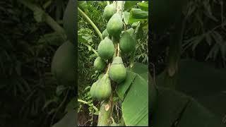 Papaya farming #पपाया की क्षेती #satisfying #indianfarmer