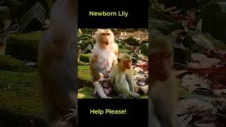 Lily called Mom and crying. #rainbowmonkey #libby #shorts #monkeys #Leomonkey