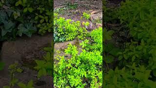 Da Squirrel’s Cutest Glance: ”The Squirrel's Second Look"  #asmr #nature #pickNgift