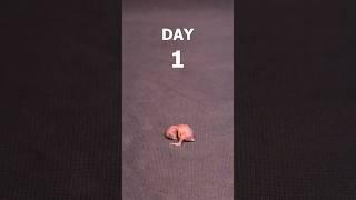 Budgie chick 1-21 days growth stages