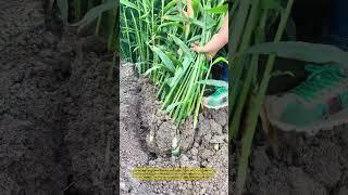 Gingerly Harvested! Farmer Unearths Tender Rhizomes
