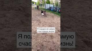 Отвлекаю малышку от потери️ Сделаю её жизнь самой яркой #глухаясобака #стаффордтэффи #амстафф