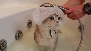 Time to take a shower. How does your cat bathe?