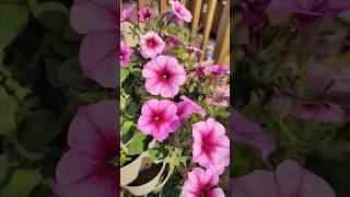 June Morning at Three Rivers Homestead  | Mom of 9 Starts the Day