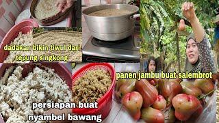 Persiapan untuk nyambel bawang bikin tiwul dadakan || manen jambu buat salembrot ⁉️