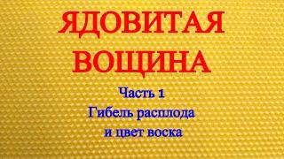 вощина из парафина, цвет воска и его свойства, гибель расплода на фальсификате