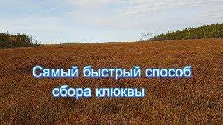 Самый быстрый способ сбора клюквы