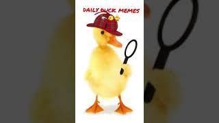 daily duck memes #funny #meme #duck #shorts