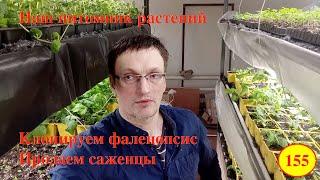 [155] Мой питомник растений и микроклональная лаборатория. Клонируем фаленопсис. Продаем саженцы