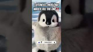 Tiny Waddles & Big Cuddles  | Cutest Baby Penguins Melting Hearts Everywhere!  #shorts #cute