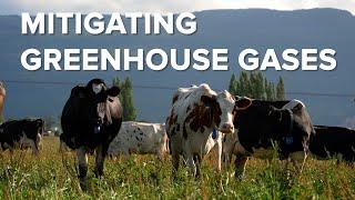 Mitigating Greenhouse Gases in Animal Agriculture