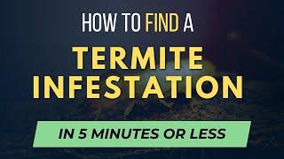 How to Find Termite Infestations in 5 Minutes or Less