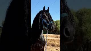 best horse|horse jockey|domestic Horse|best domestic animals