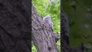 Baby owls climb trees