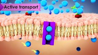 Biology: Cell Transport