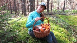 Happiness! - Boletus Edulis, Leccinum and Cantharellus Cibarius in a Muscovite's basket | Mushrooms