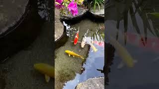 Koi fish | Best way to keep koi fish | Outdoor Pond Aquarium for Koi fish | #koicarpfish #koi #fish