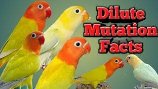 Dilute Genetic Mutation|Bird's Eye View