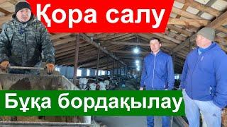 Жаңаарқа жігіттері қалай бұқа бордақылайды (қора салу,бордақылау)