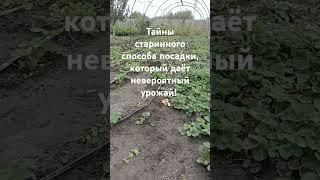 Тайны старинного способа посадки, который даёт невероятный урожай!