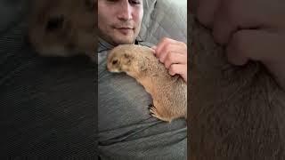 Poppy the Prairie Dog Live Q&A