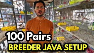 100 Pairs Breeder Java Setup||Zunair Birds