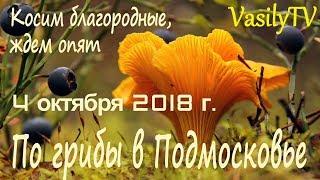 По грибы в Подмосковье 4 октября 2018 гКосим благородные, ждем опят