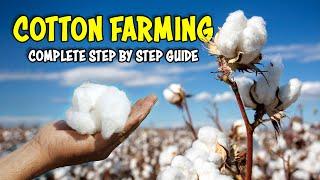 Cotton Farming Guide | How to grow Cotton plant at Home | Cotton Cultivation