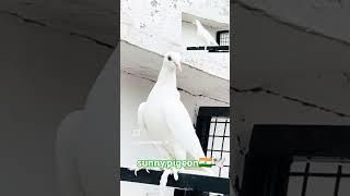 #shorts #pigeon #viralshorts  #subscribe #like #viralvideo #sunny.pigeon️