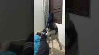 Funny video Siberian Husky masha
