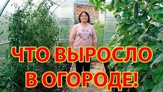 Показываю какой в огороде урожай огурцов, помидоров, перца, фасоли, кабачков, патиссонов, цветов