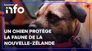 Un chien travaille à protéger la faune de la Nouvelle-Zélande