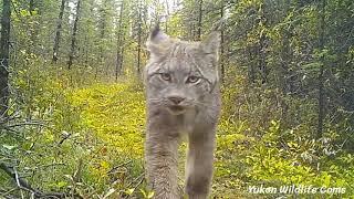 Four months in the woods: Wolverine family, moose, lynx, wolves, grizzlies, black bears
